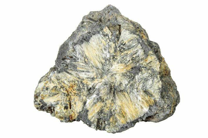 Fluorescent Chiastolite Andalusite - Kola Peninsula, Russia #244398